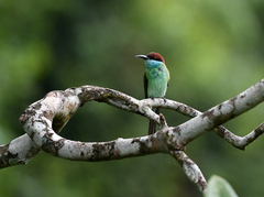 Merops viridis
