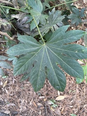 Fatsia japonica