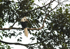 Berenicornis comatus