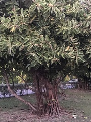 Ficus elastica