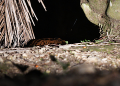 Prionailurus javanensis