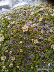 Anisotome imbricata