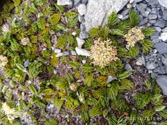 Anisotome imbricata