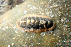 Ischnochiton torri