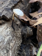 Cerioporus leptocephalus