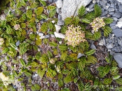 Anisotome imbricata
