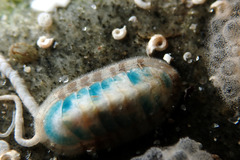 Ischnochiton subviridis