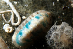Ischnochiton subviridis