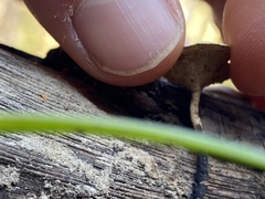 Cerioporus leptocephalus