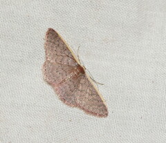 Idaea inversata