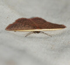 Idaea inversata