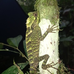 Gonocephalus kuhlii