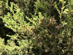Melaleuca lanceolata