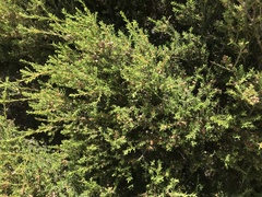 Melaleuca lanceolata