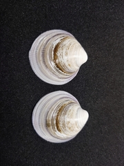 Cyclina sinensis