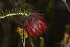 Darwinia neildiana