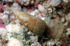 Cacozeliana granarium