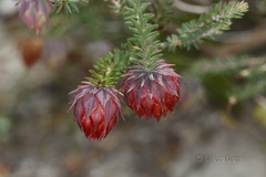 Darwinia neildiana