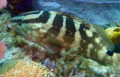 Epinephelus striatus