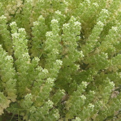Petalonyx linearis
