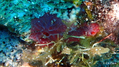 Clathria opalina