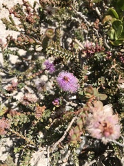 Melaleuca nesophila