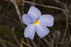 Goodenia coerulea