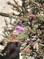 Melaleuca nesophila