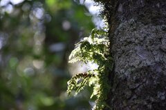 Adiantum capillus-veneris