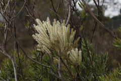 Grevillea didymobotrya