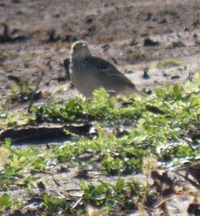 Anthus spragueii