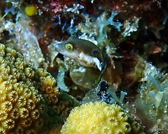Canthigaster rostrata