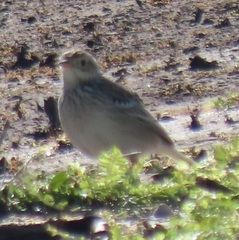 Anthus spragueii