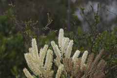 Grevillea didymobotrya