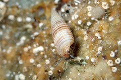 Cacozeliana granarium