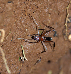 Leptomyrmex tibialis