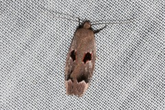 Acanthodela erythrosema