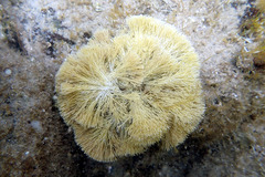 Jania verrucosa