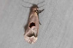 Acanthodela erythrosema