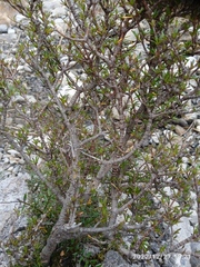 Coprosma rugosa