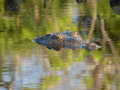 Crocodylus acutus