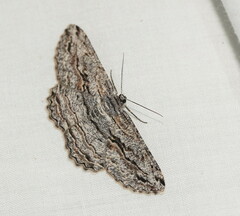 Scioglyptis chionomera