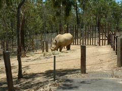Ceratotherium simum