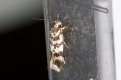 Barea confusella