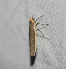 Palaeosia bicosta