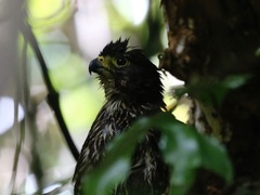 Falco novaeseelandiae