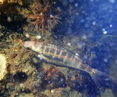 Pentapodus paradiseus