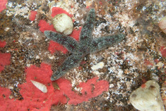 Allostichaster polyplax