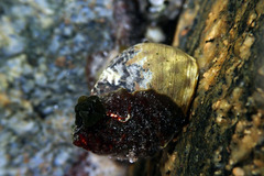 Austrocochlea constricta