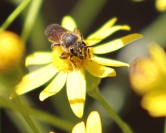 Parasphecodes